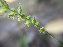 Cenchrus echinatus