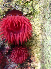 Actinia