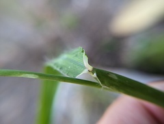 Cenchrus echinatus