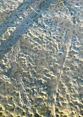 Alligator mississippiensis