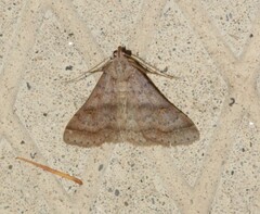 Bleptina caradrinalis