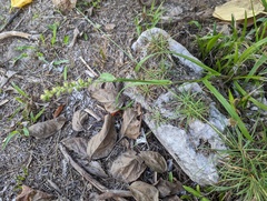 Cenchrus echinatus