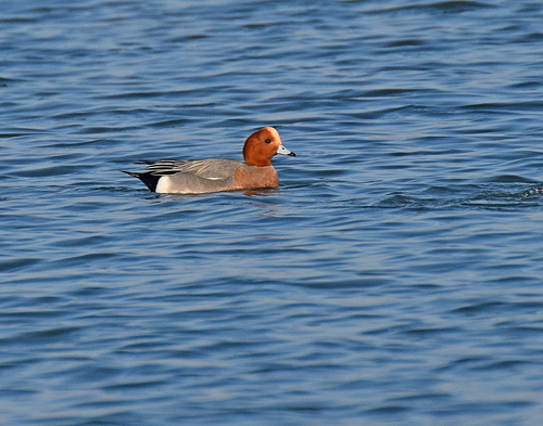 Silbón europeo (Mareca penelope)