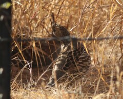 Callipepla douglasii