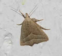 Macrochilo absorptalis