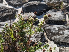 Spermacoce verticillata