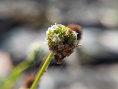 Spermacoce verticillata