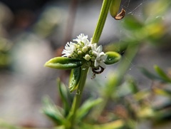 Spermacoce verticillata