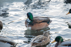 Anas platyrhynchos domesticus