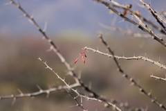 Fouquieria macdougalii