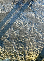 Alligator mississippiensis