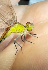 Erythrodiplax nigricans