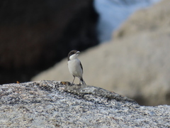 Lanius collaris collaris