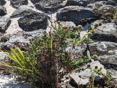 Spermacoce verticillata
