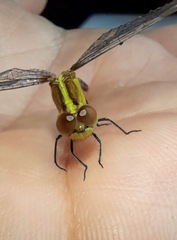 Erythrodiplax nigricans