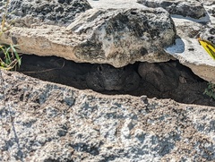 Ctenosaura similis