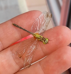 Erythrodiplax nigricans