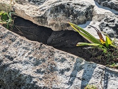 Ctenosaura similis