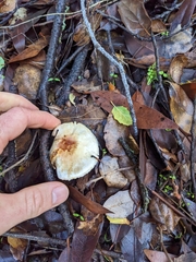 Lepiota spheniscispora
