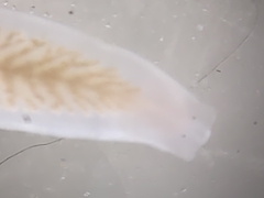 Dendrocoelum