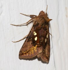 Autographa bimaculata