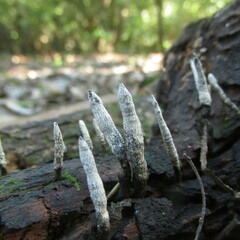 Xylaria cinerea