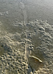 Alligator mississippiensis