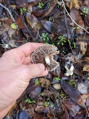 Lepiota spheniscispora
