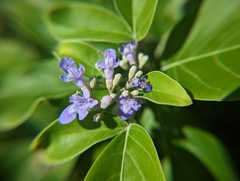 Vitex trifolia