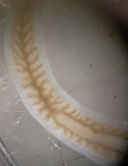 Dendrocoelum