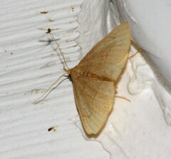 Zanclognatha pedipilalis