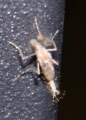 Chaoborus punctipennis