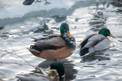 Anas platyrhynchos domesticus