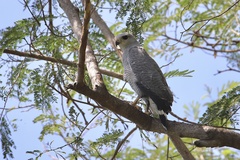 Buteo nitidus