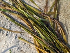 Thalassia