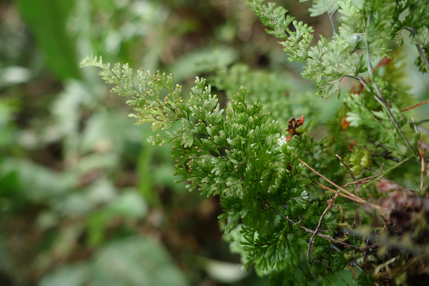 Hymenophyllum decurrens