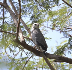 Buteo nitidus
