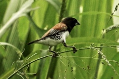 Spermestes bicolor nigriceps