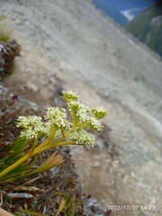 Aciphylla similis