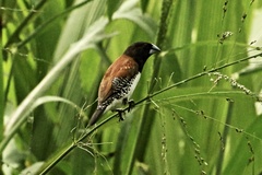 Spermestes bicolor nigriceps