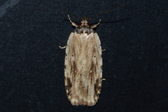 Agonopterix atrodorsella