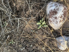 Phacelia integrifolia