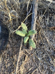 Phacelia integrifolia