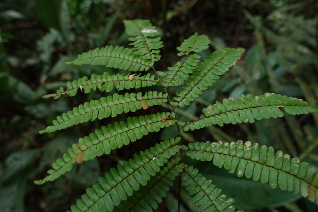 Maidenhair fern