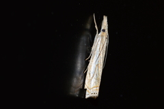 Crambus saltuellus