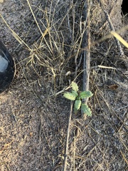 Phacelia integrifolia