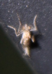 Chaoborus punctipennis