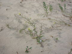 Sisymbrium altissimum