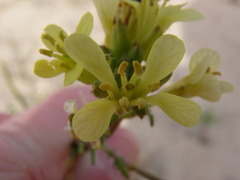 Sisymbrium altissimum