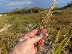 Panicum amarum